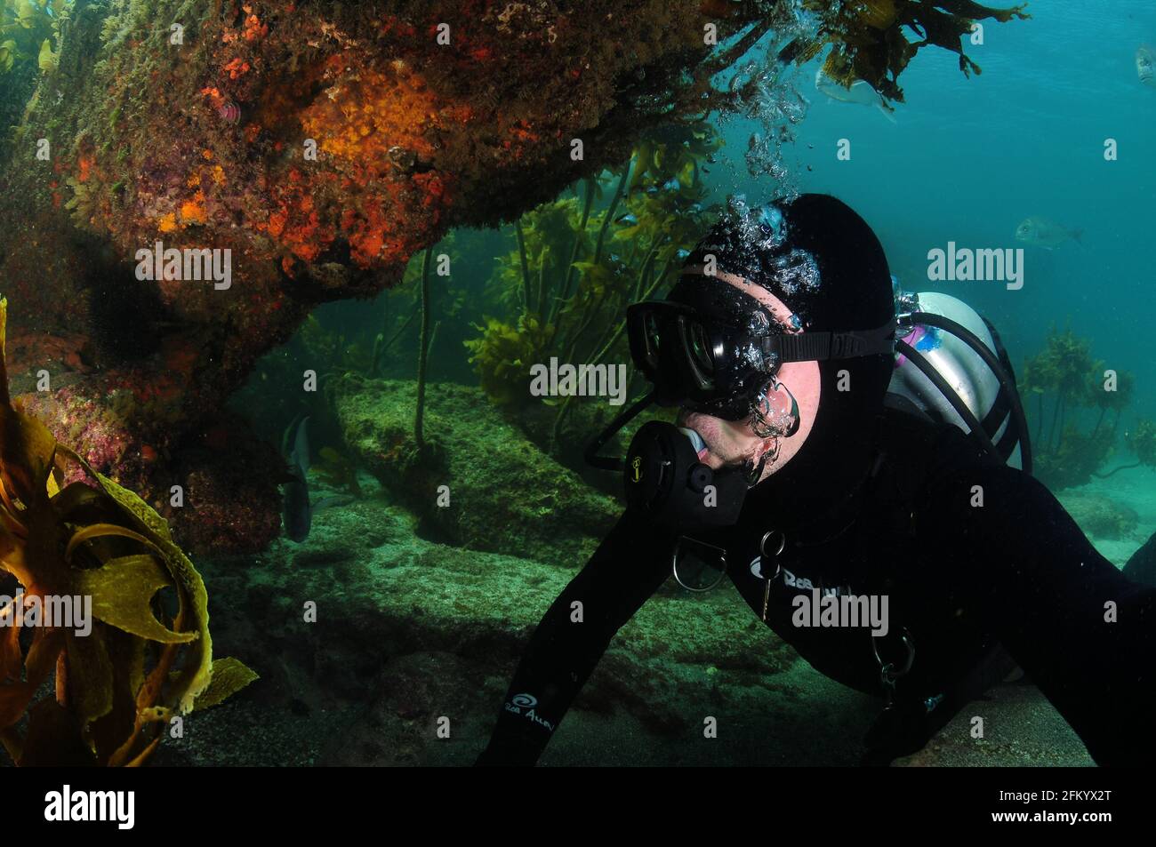 Scuba diver under colourful rock overhang with stalked kelp in background. Stock Photo