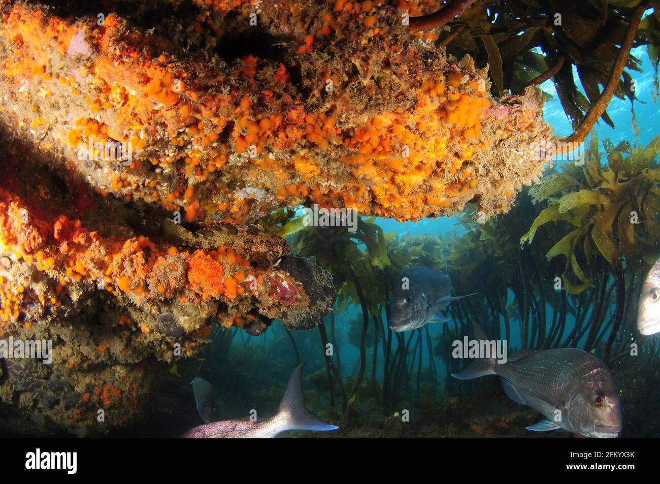 Camouflaged kelpfish hi-res stock photography and images - Alamy