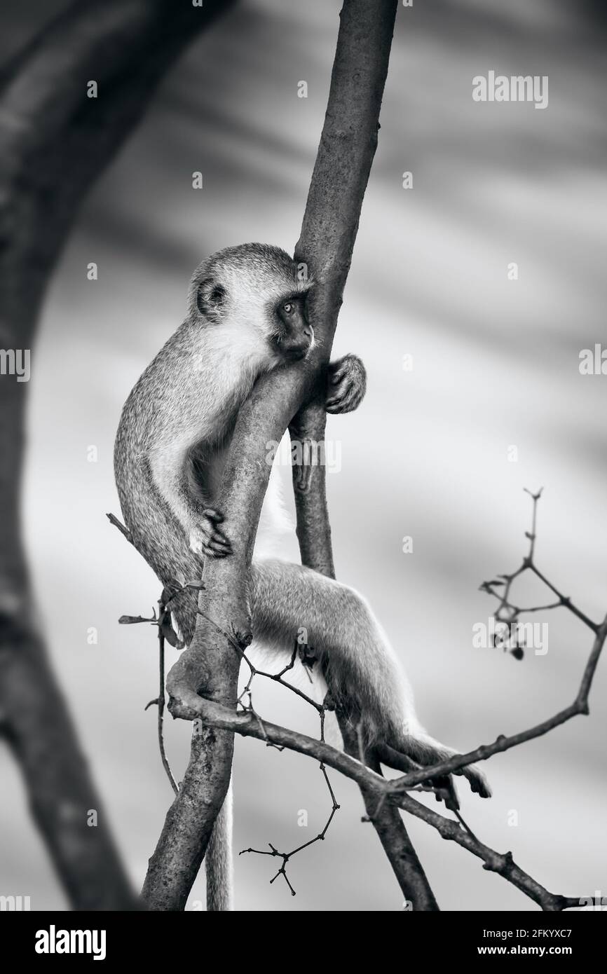 Relaxed Vervet monkey hanging on a branch staring into the distance in black and white. Fine art. Chlorocebus pygerythrus Stock Photo