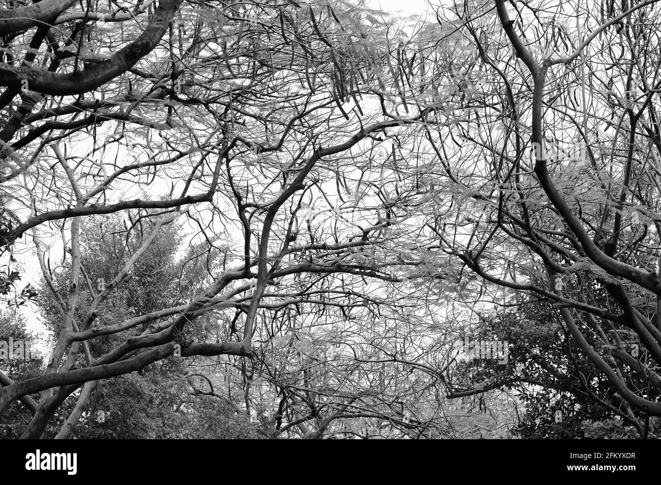 Intermingling Tree Branches (in monochrome) Stock Photo