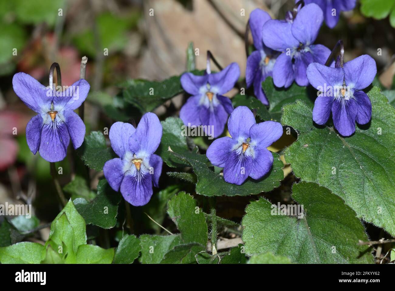 violet wildflowers close up Stock Photo