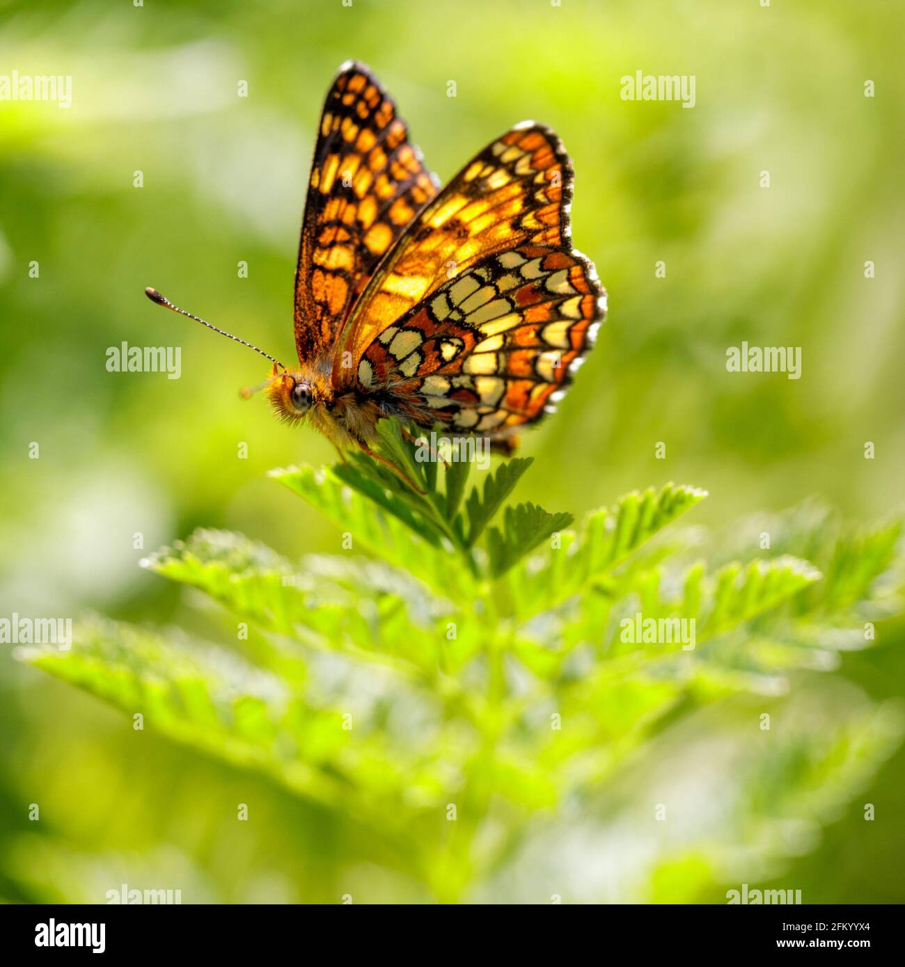 Northern Checkerspot butterfly perched on a plant. Foothills Park, Santa Clara County, California, USA. Stock Photo