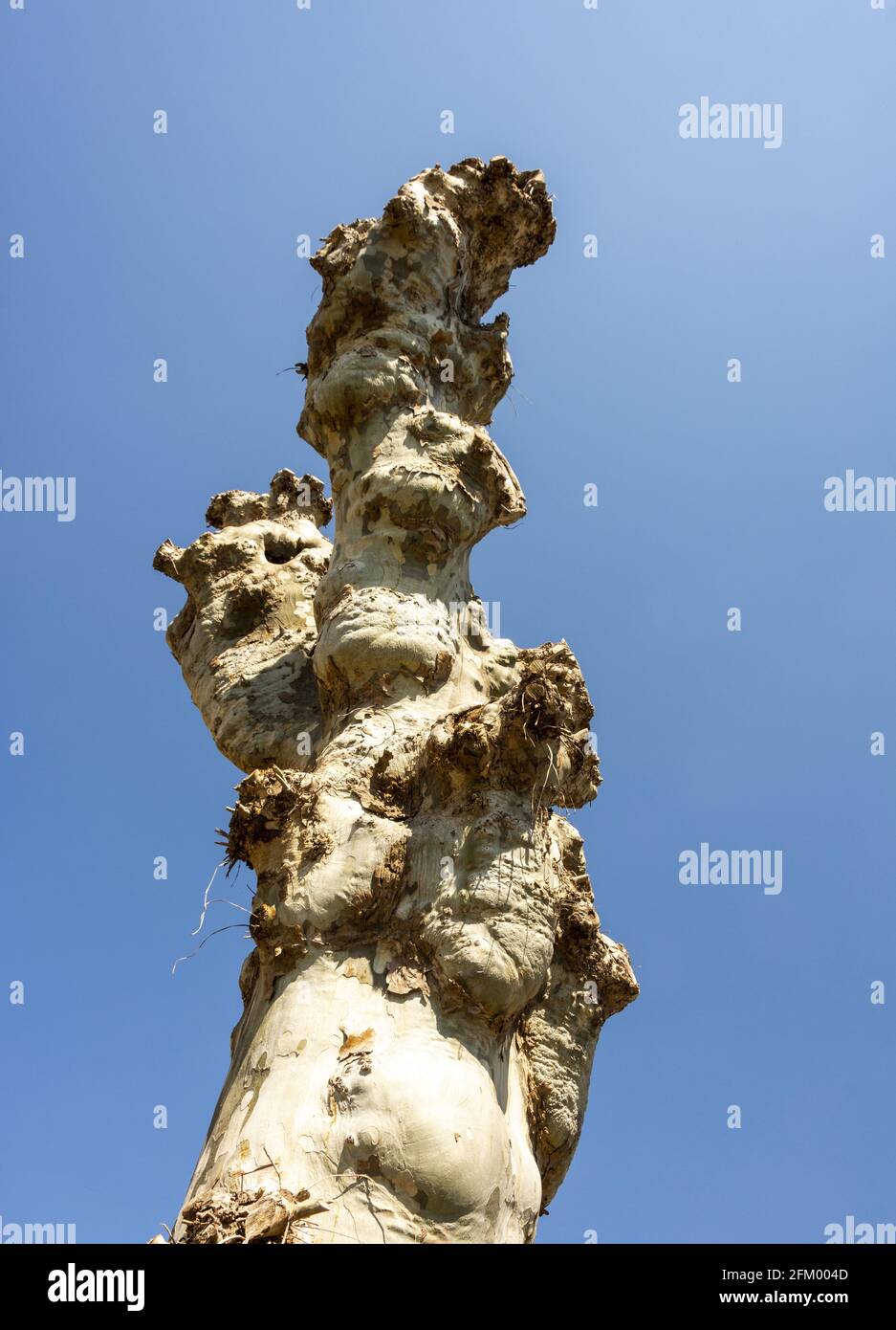 Low angle shot of tree trunk with cut branches against blue sky in France Stock Photo