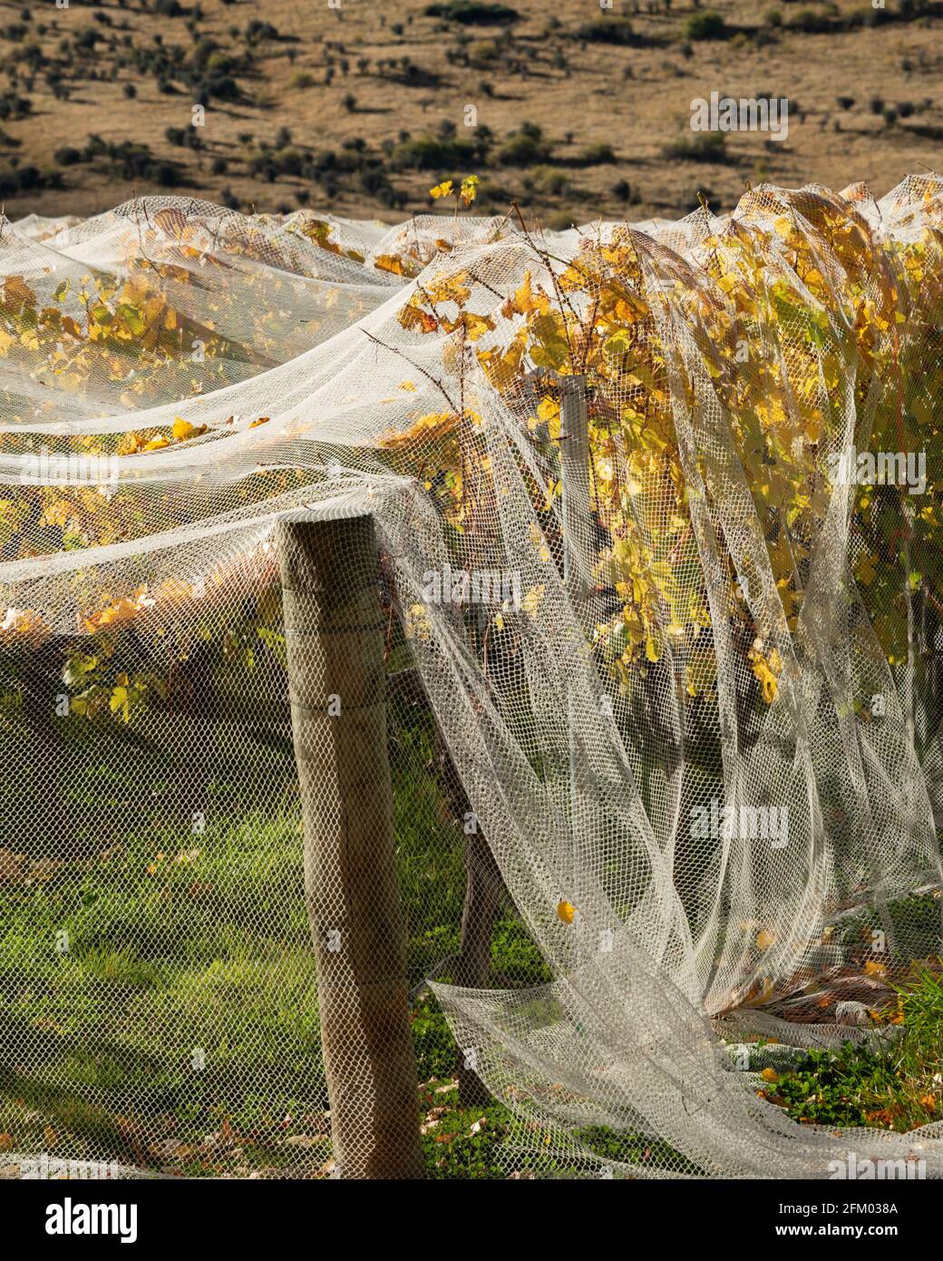 Netting on autumn yellow vines to prevent bird and wind damage, Otago region. Vertical format Stock Photo