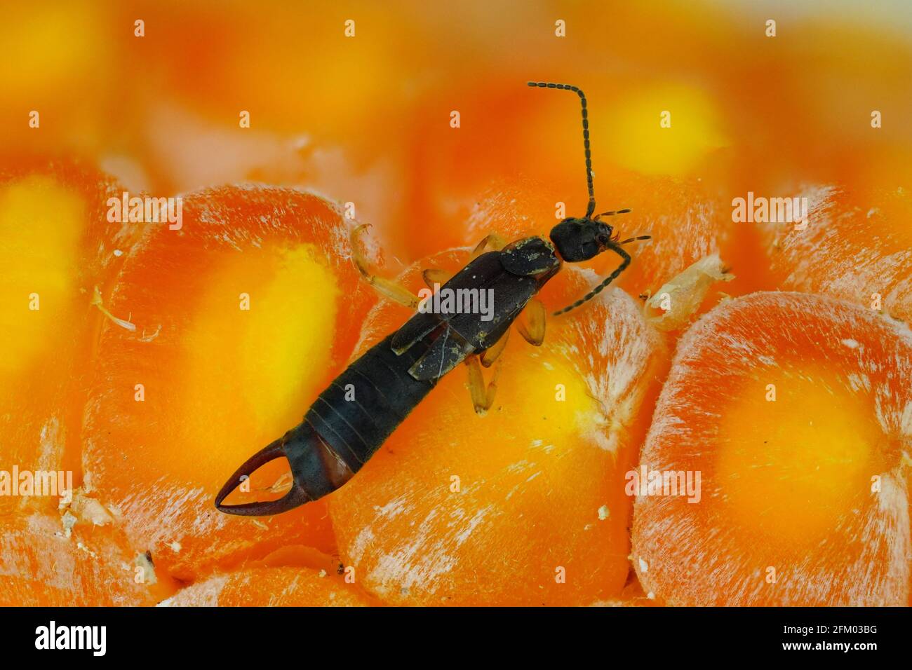 an earwig predator on a translucent corn background Stock Photo - Alamy