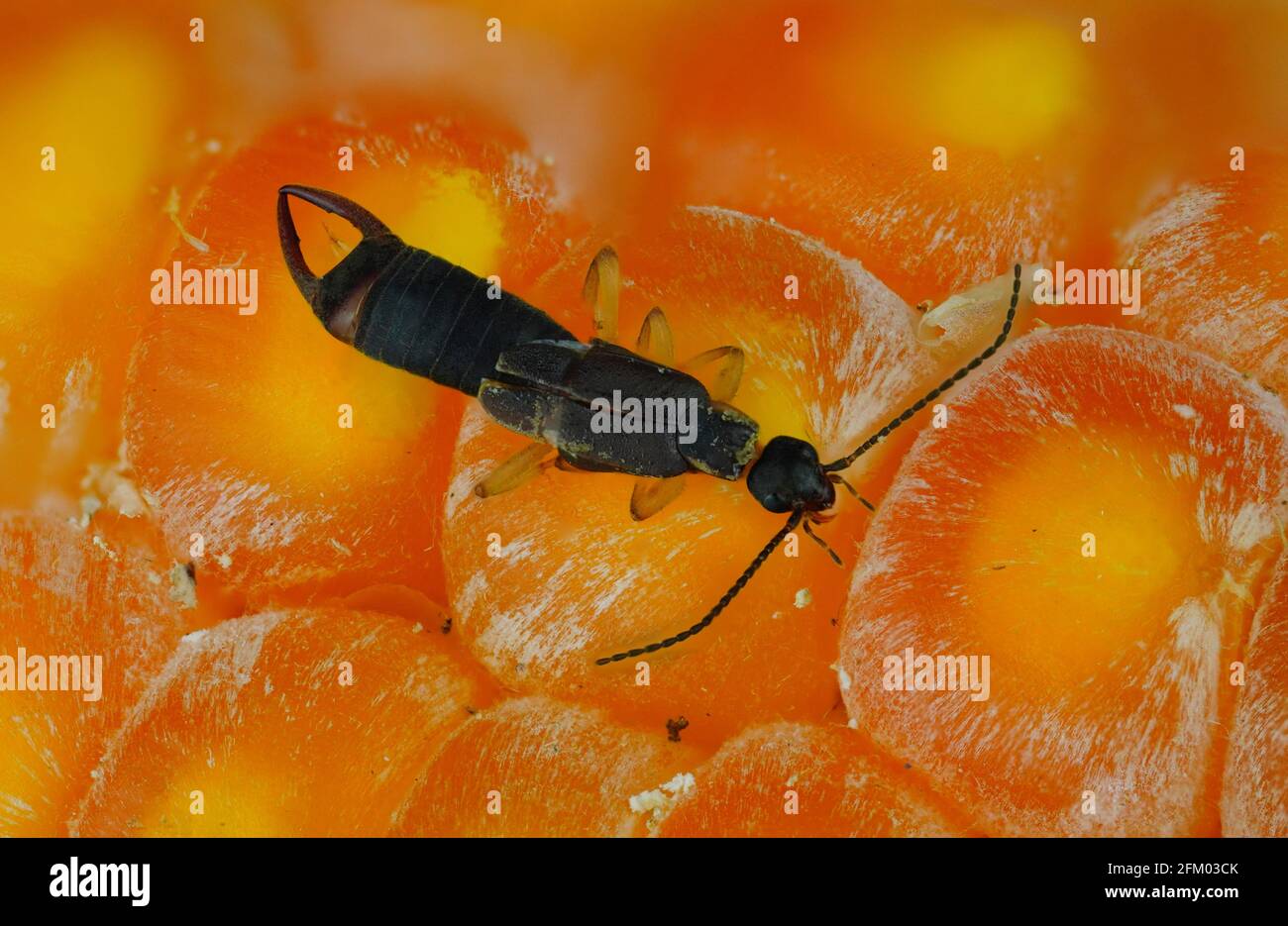 an earwig predator on a translucent corn background Stock Photo - Alamy