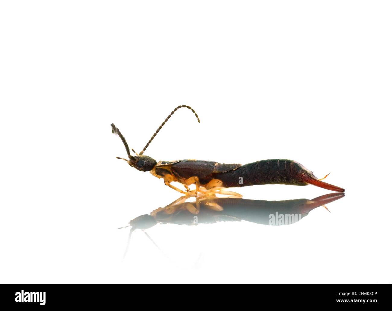 Neodermaptera Cut Out Stock Images & Pictures - Alamy