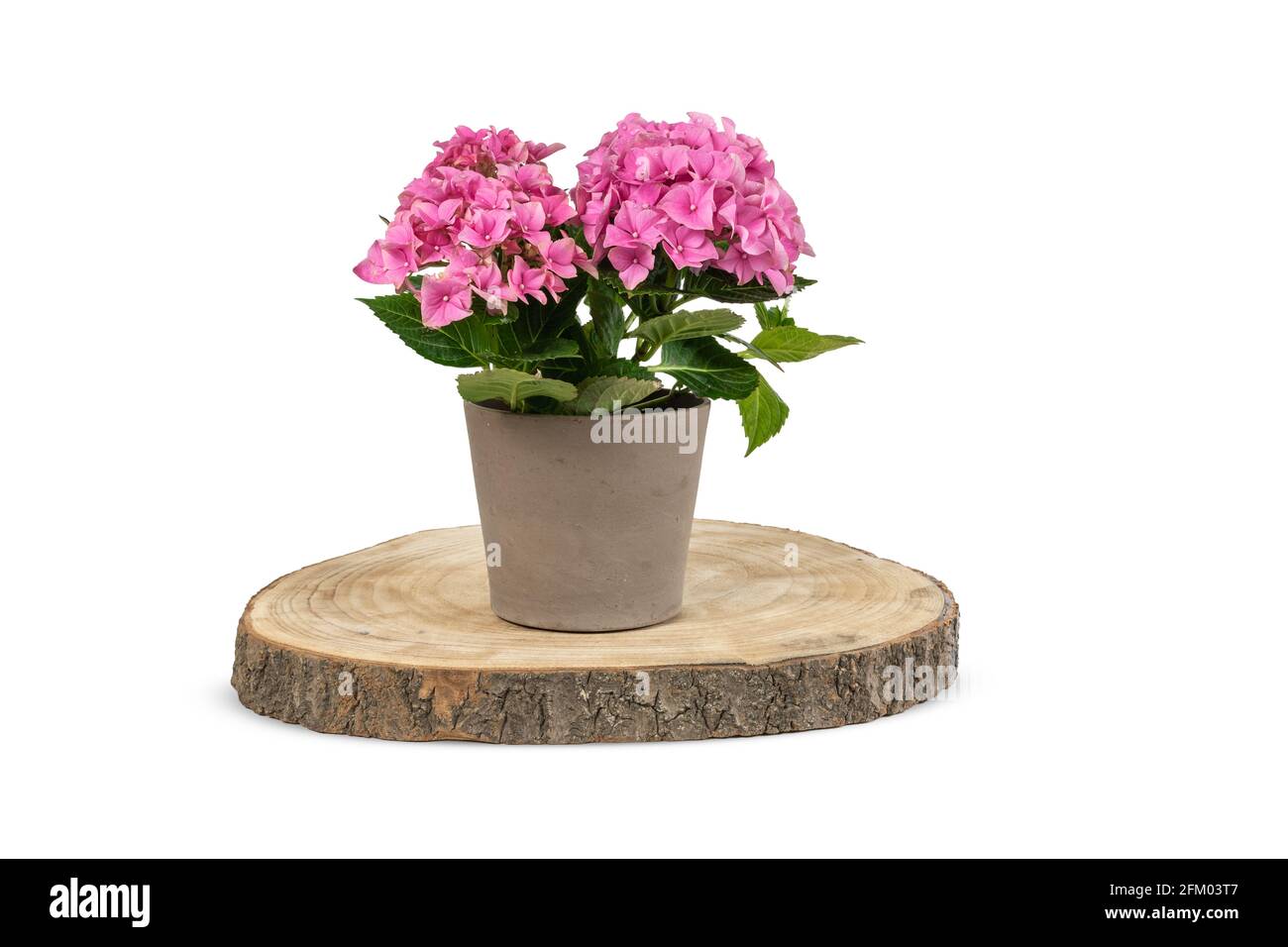 Decorative potted Hydrangea on wood. Stock Photo