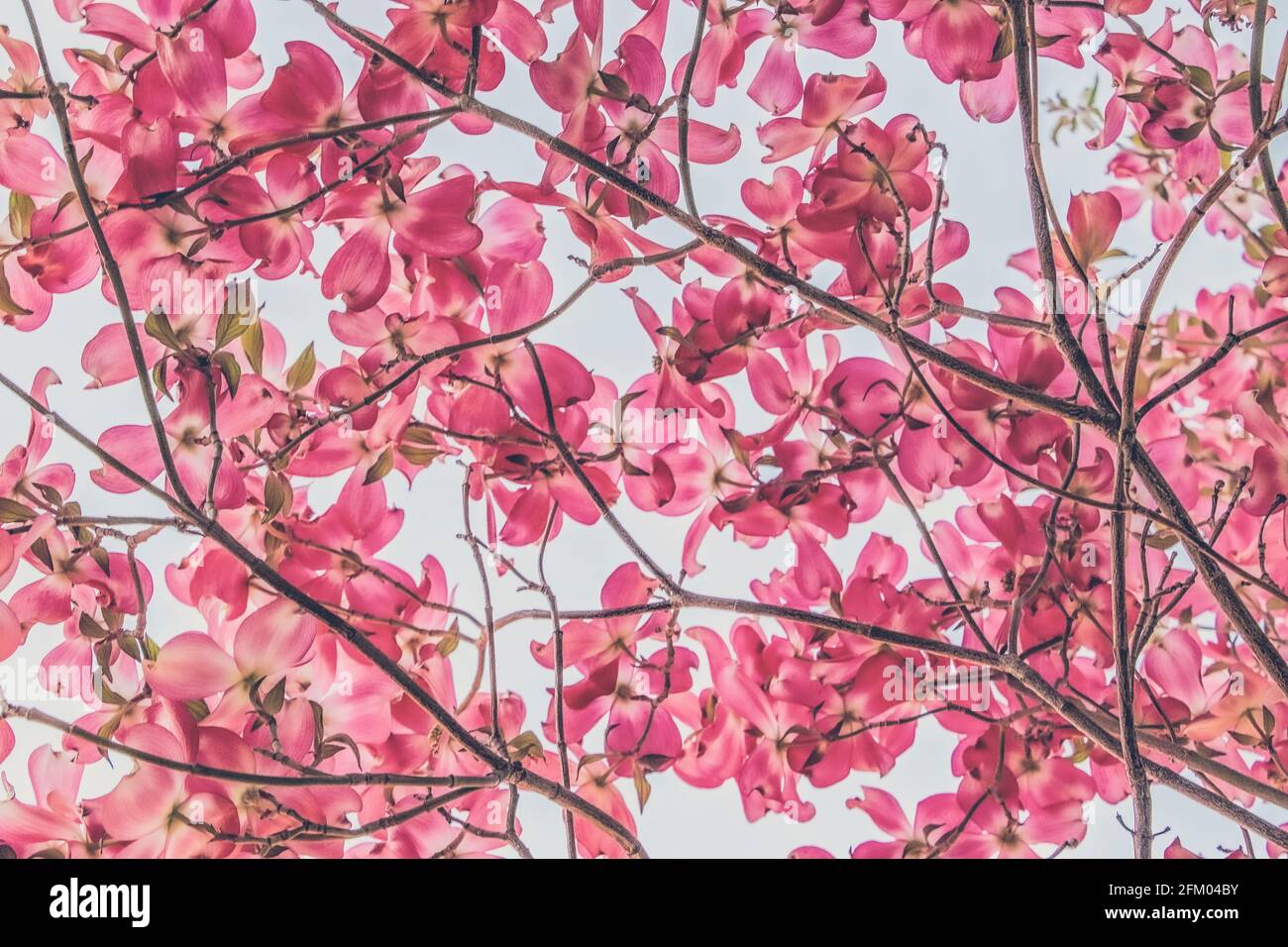Looking up through the canopy of a pink blooming dogwood tree Stock Photo