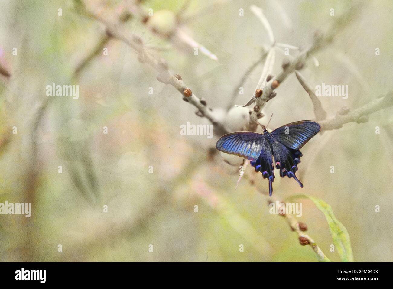 A blue butterfly on a light pastel background on a spring day. Stock Photo