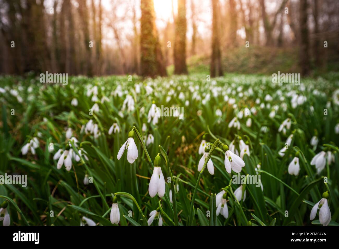 Alcsutdoboz, Hungary - Beautiful field of snowdrop flowers (Galanthus nivalis) in the forest of Alcsutdoboz with warm sunshine at sunset at the backgr Stock Photo