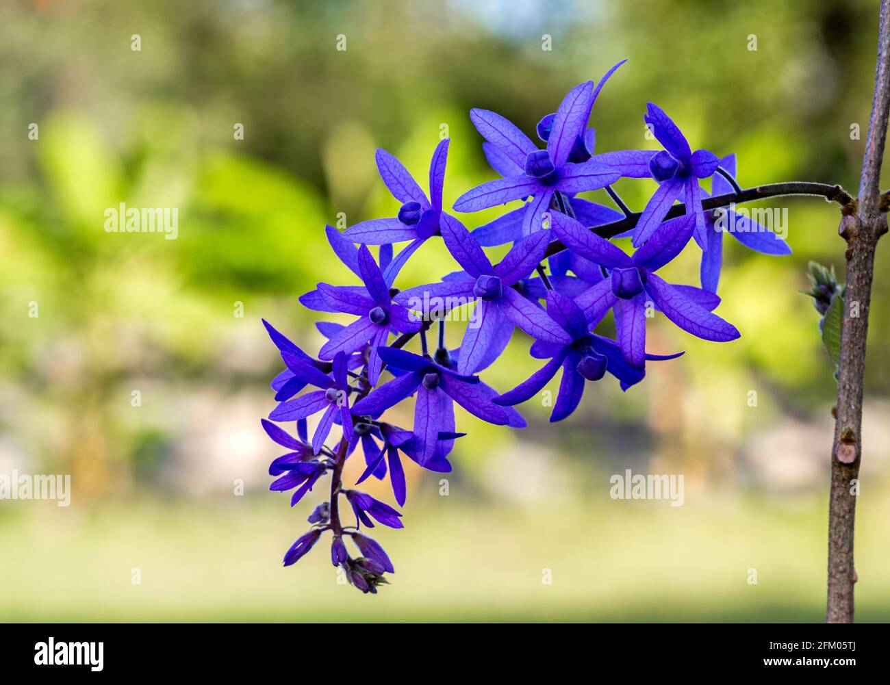 Sandpaper vine , Petrea volubilis,purple flower on natural ight. Stock Photo