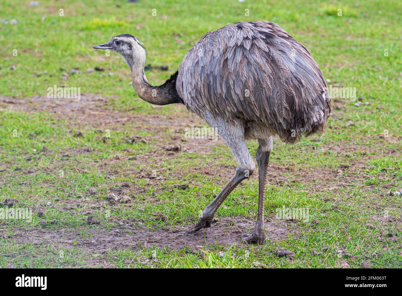 Greater rhea, species of flightless bird native to eastern South America. Other names for the greater rhea include the grey, common, or American rhea Stock Photo