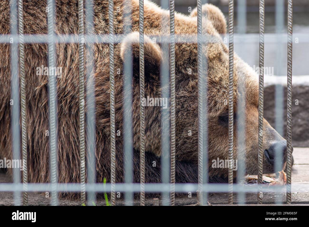 Sad brown bear sleeping in a cage with a piece of fish near the mouth, close up, wild animal in captivity Stock Photo
