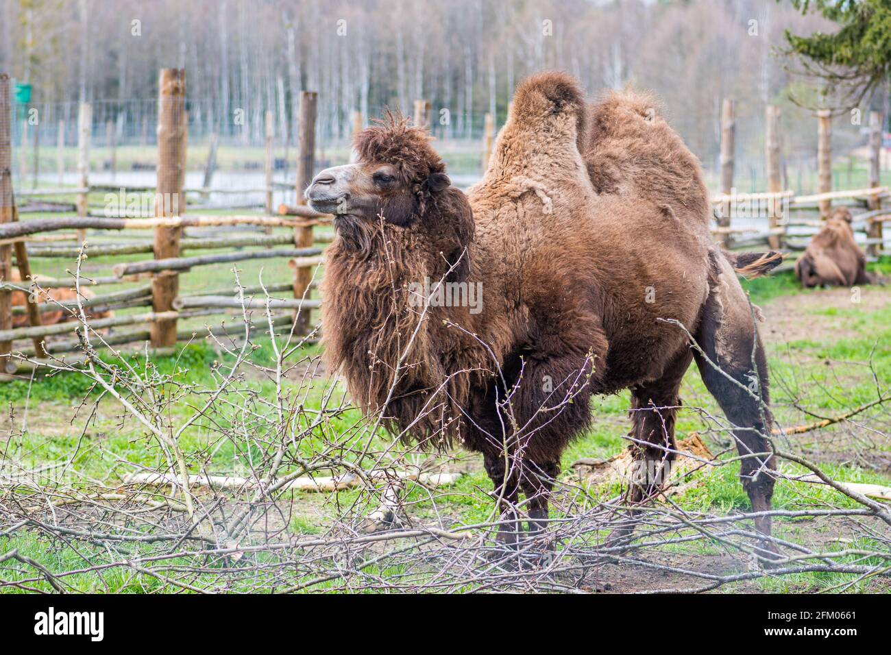 Beautiful two humps camel in a farm or zoo. Mongolian camel or domestic Bactrian camel, large even-toed ungulate native to the steppes of Central Asia Stock Photo