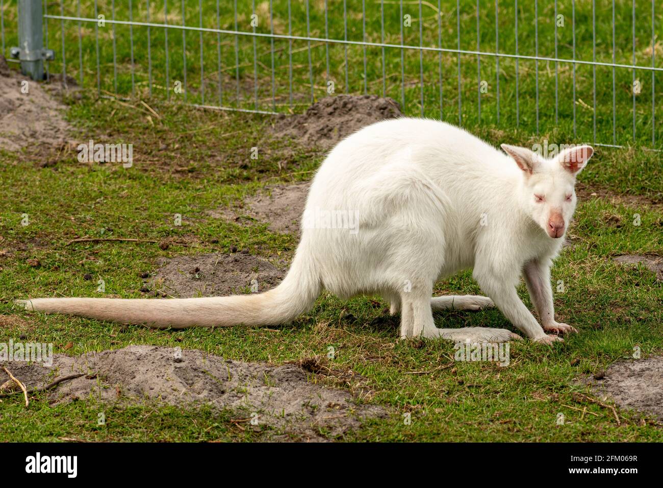 Extremely rare albino white kangaroo, close up Stock Photo