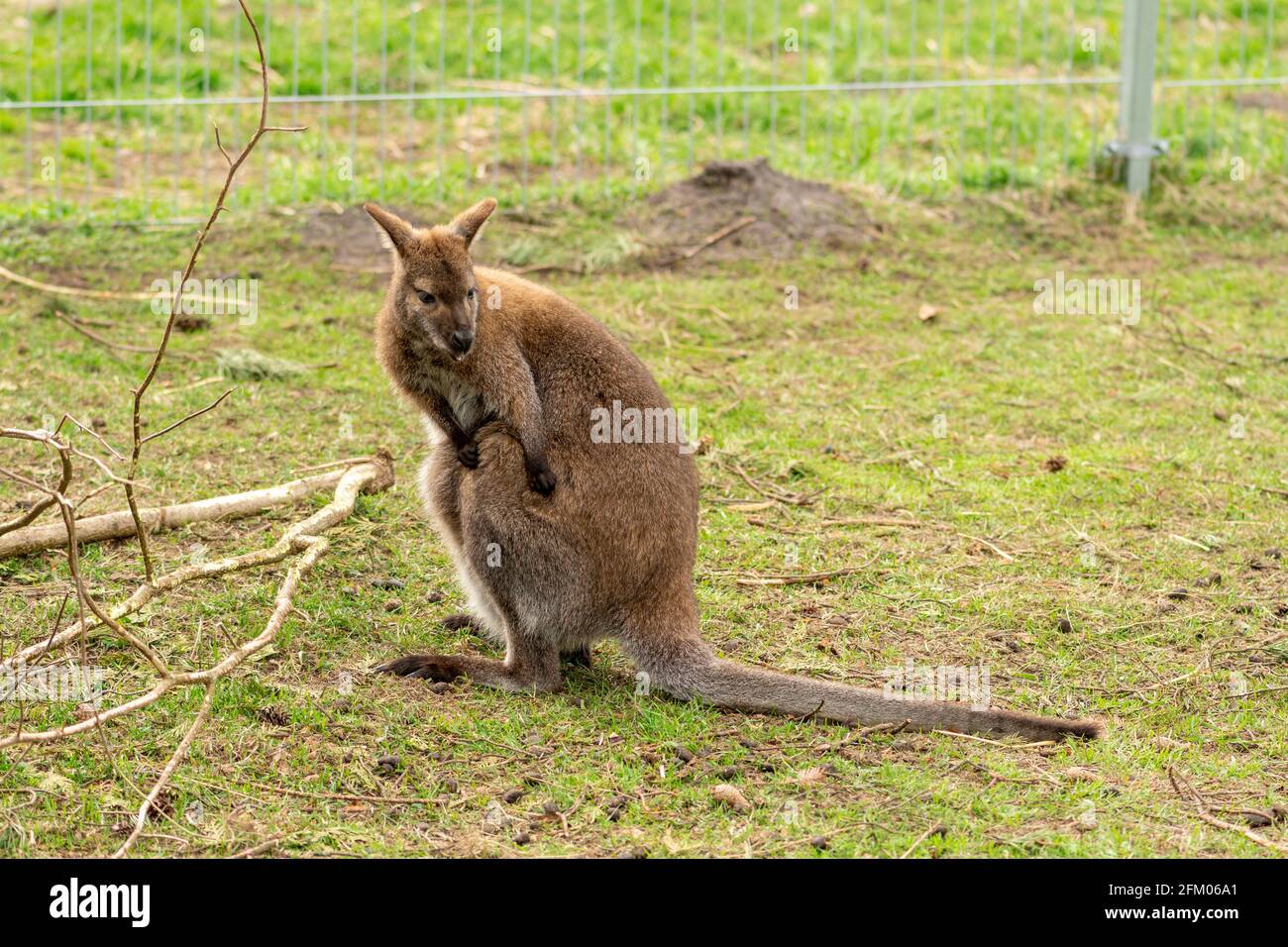 Beautiful young kangaroo in a zoo, close up Stock Photo