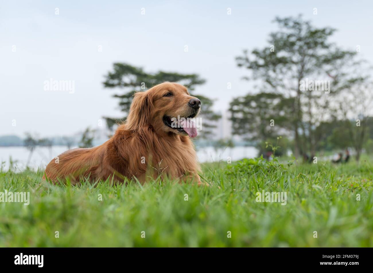 Golden Retriever lying on the grass Stock Photo - Alamy