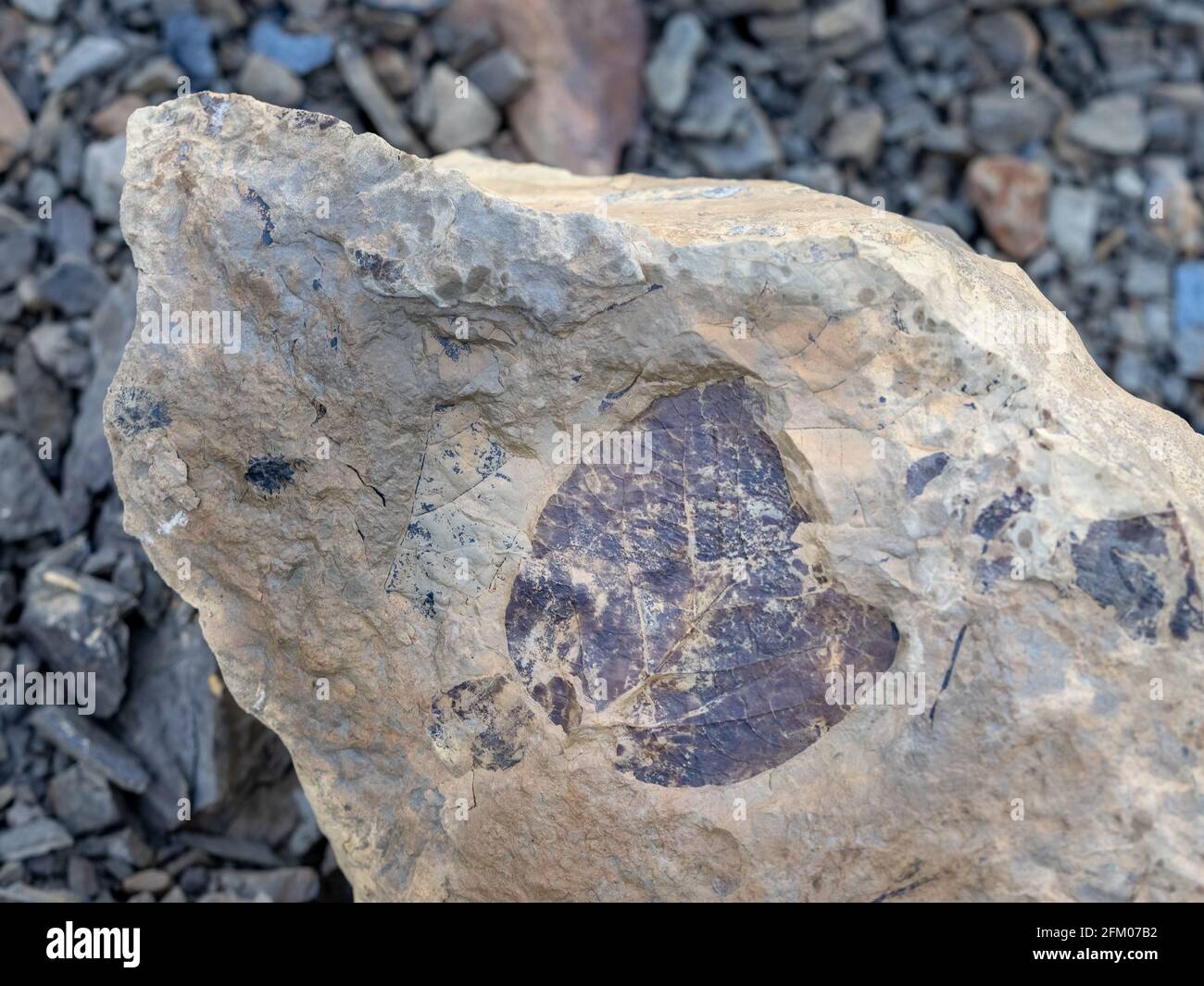 Stone with fossil leaves on the way to Longyear glacier. Svalbard, Norway Stock Photo
