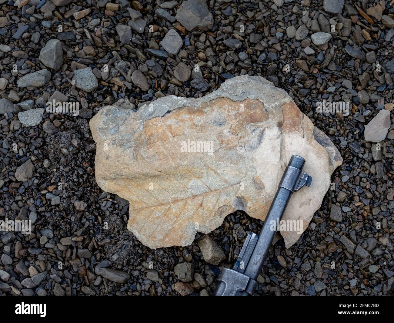 Stone with fossil leaves and old rifle on the way to Longyear glacier. Svalbard, Norway Stock Photo