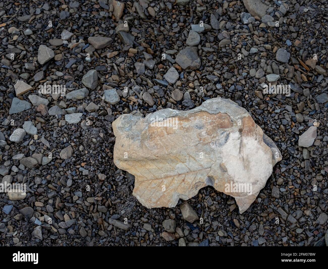 Stone with fossil leaves on the way to Longyear glacier. Svalbard, Norway Stock Photo