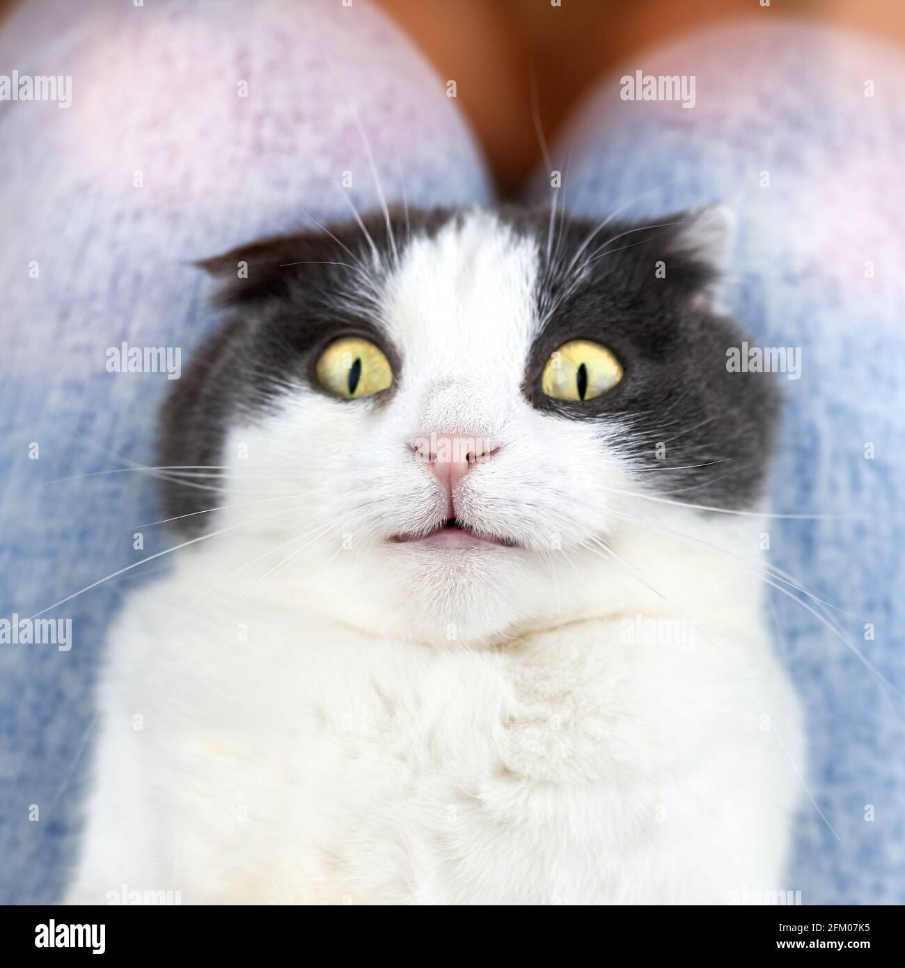 Portrait of a funny cute fold cat with eyes wide open Stock Photo