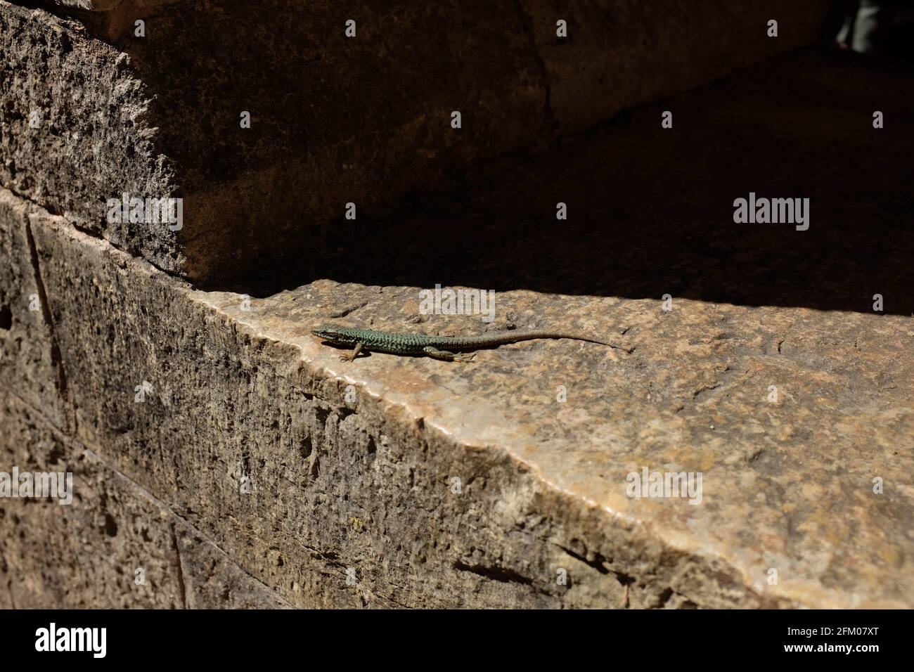 Lizard sunbathing on a medieval wall, Abbaye du Thoronet, Provence Stock Photo