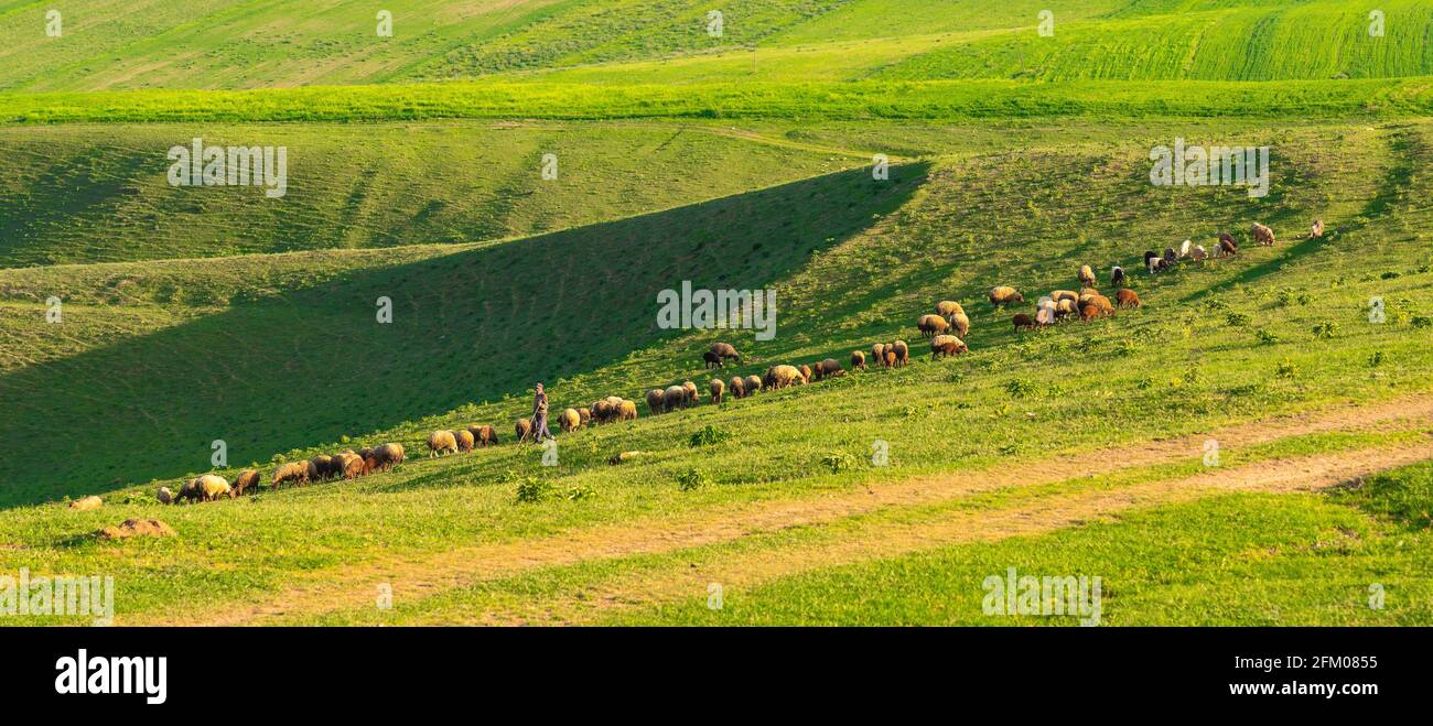 Shepherd and flock of sheep on a green pasture Stock Photo - Alamy
