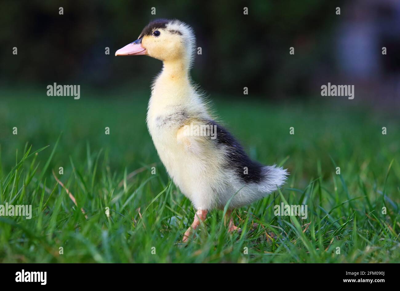 Baby duck in greem grass, nature Stock Photo