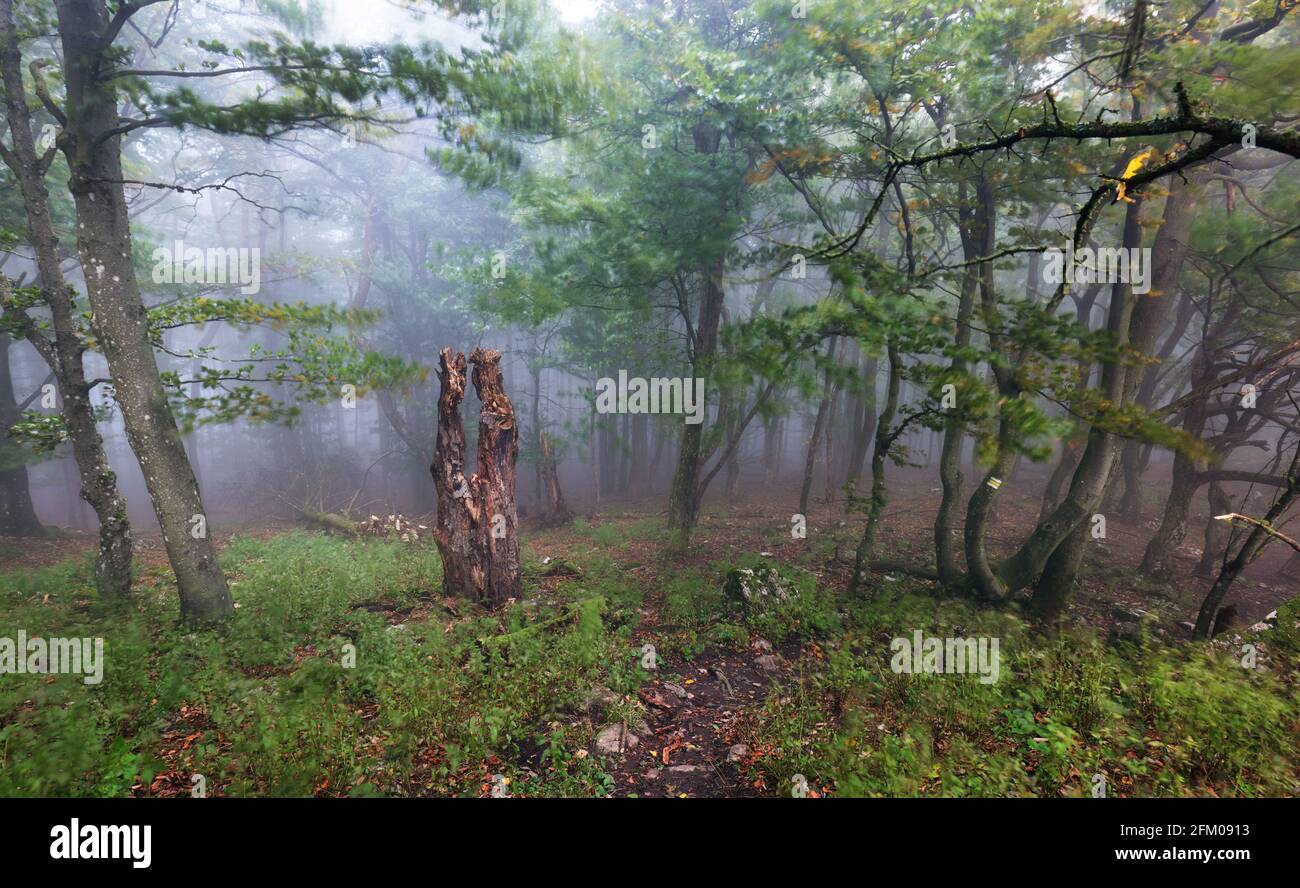 Forest with mist, Foggy woods. Nature landscape Stock Photo