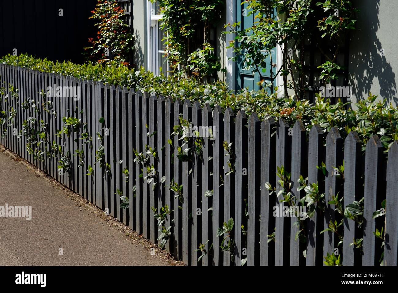Grey wooden picket fence and hedge in front garden of house,England Stock Photo