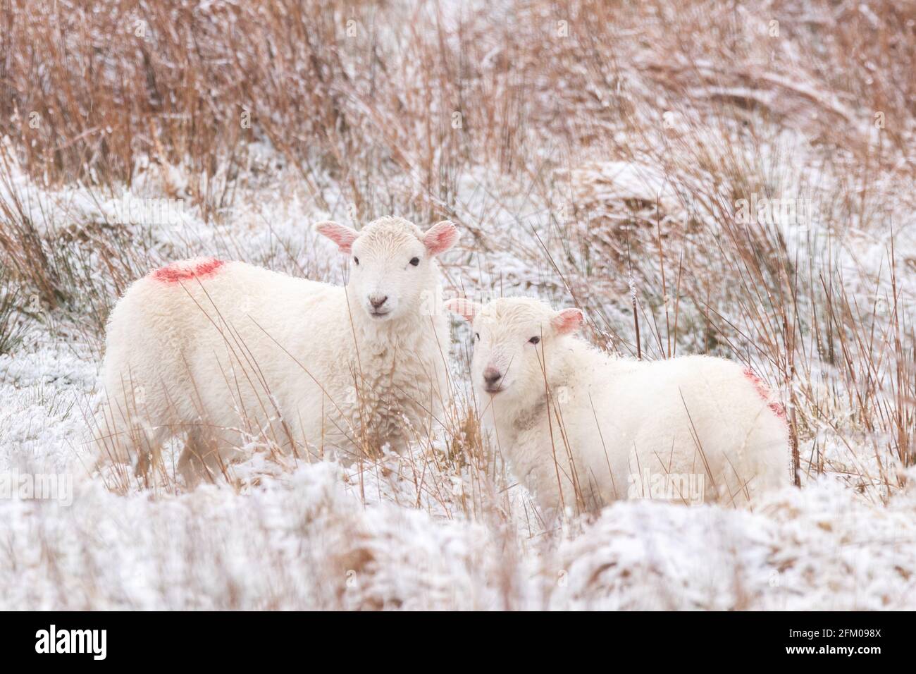 Near Ffair-Rhos, Ceredigion, Wales, UK. 05th May 2021 UK Weather: Two lambs standing on the snowy ground after overnight and continuing snowfall this morning near Ffair-Rhos in Ceredigion. © Ian Jones/Alamy Live News Stock Photo