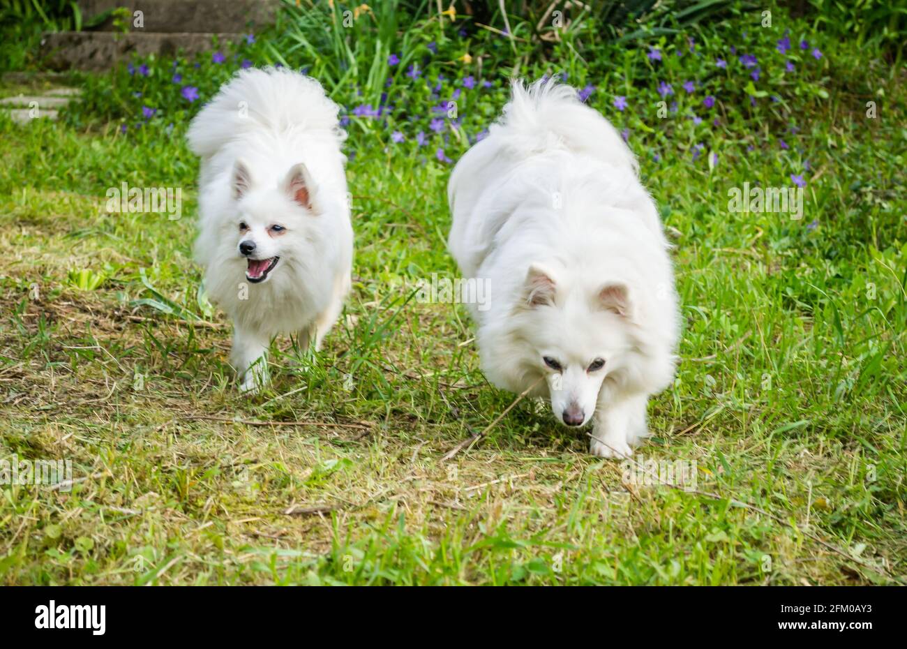 Japanese Spitz High Resolution Stock Photography And Images Alamy