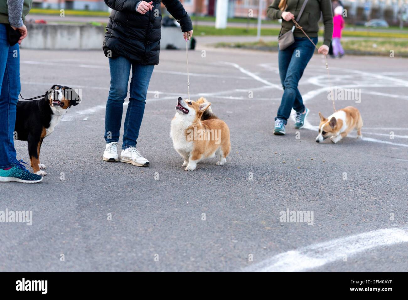 Welsh corgi pembroke image hi-res stock photography and images - Alamy