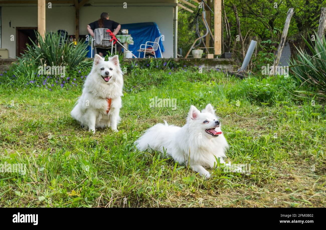 Japanese Spitz High Resolution Stock Photography And Images Alamy Japanese Spitz High Resolution Stock Photography And Images Alamy