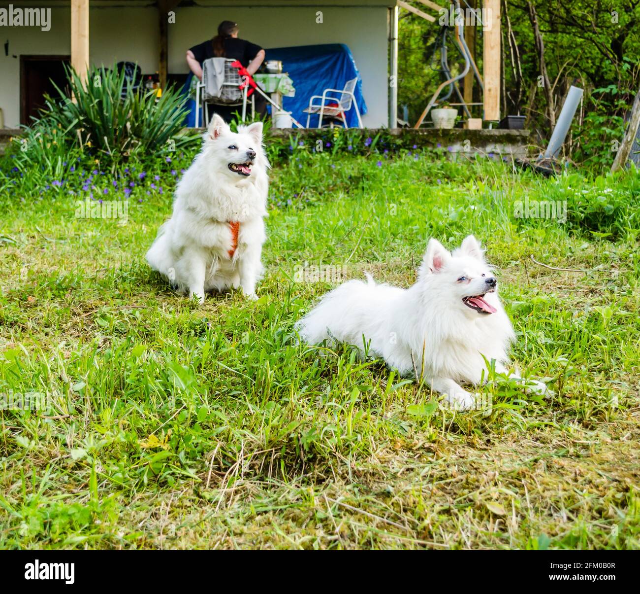 Japanese Spitz High Resolution Stock Photography And Images Alamy