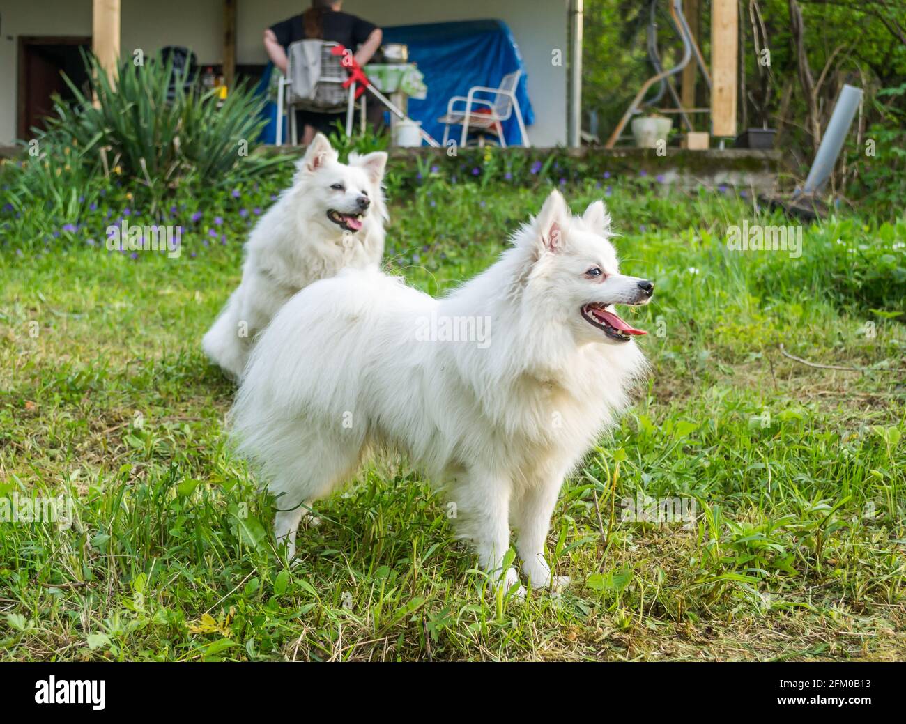 Two Japanese Spitz Dogs In A Green Grassy Yard Of A Private Property Stock Photo Alamy