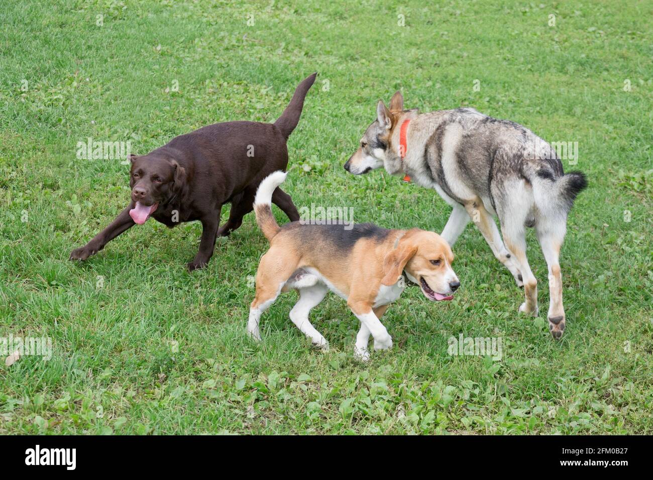 English wolf on sale dog