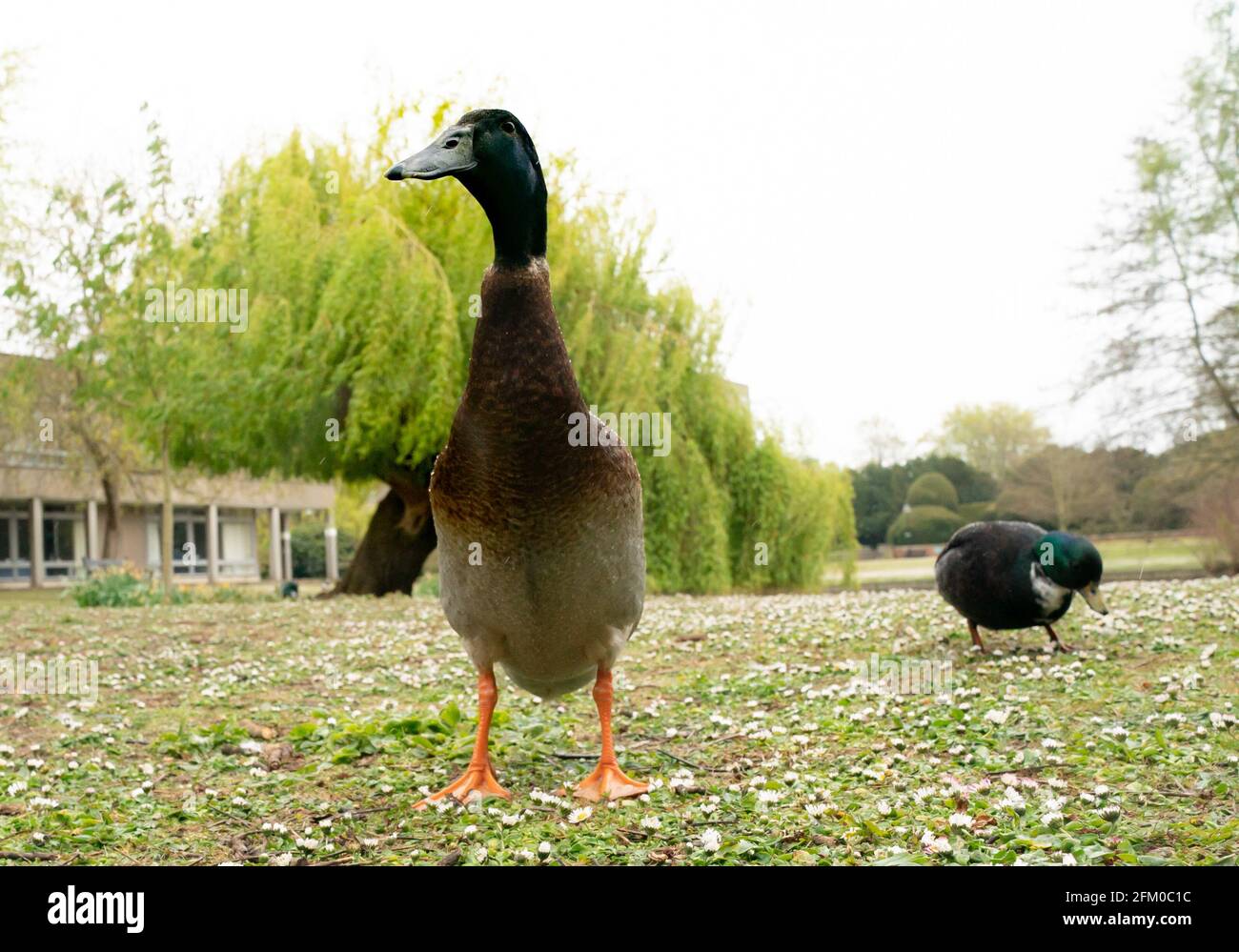 York university campus duck named Long Boi (left) who went viral due to his impressive stature. It is believed that the very large duck is a cross between a Mallard and an Indian Runner duck. Picture date: Monday May 3, 2021. Stock Photo