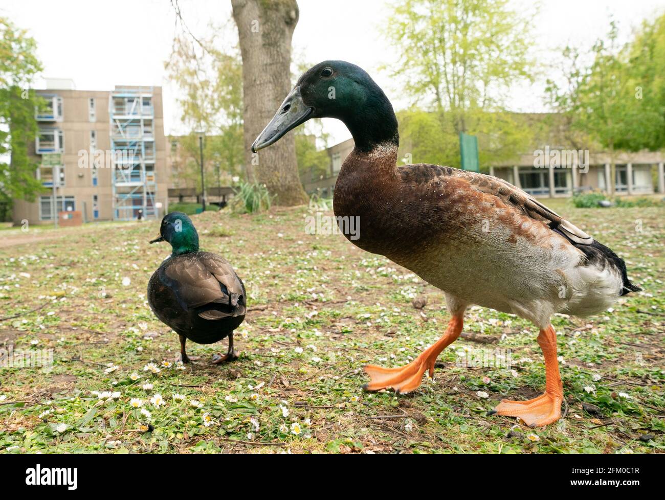 York university campus duck named Long Boi (left) who went viral due to his impressive stature. It is believed that the very large duck is a cross between a Mallard and an Indian Runner duck. Picture date: Monday May 3, 2021. Stock Photo
