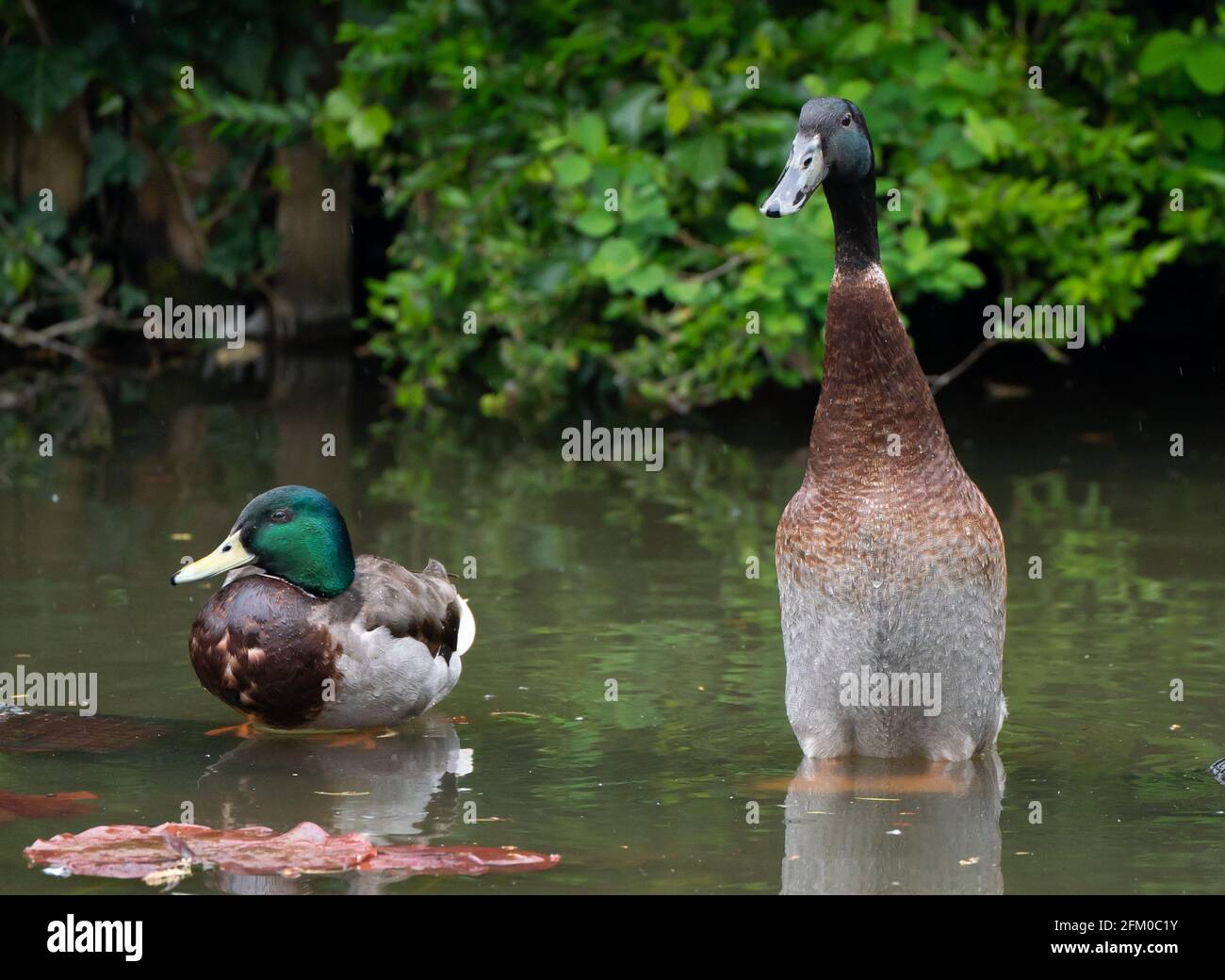 York university campus duck named Long Boi (right) who went viral due to his impressive stature. It is believed that the very large duck is a cross between a Mallard and an Indian Runner duck. Picture date: Monday May 3, 2021. Stock Photo