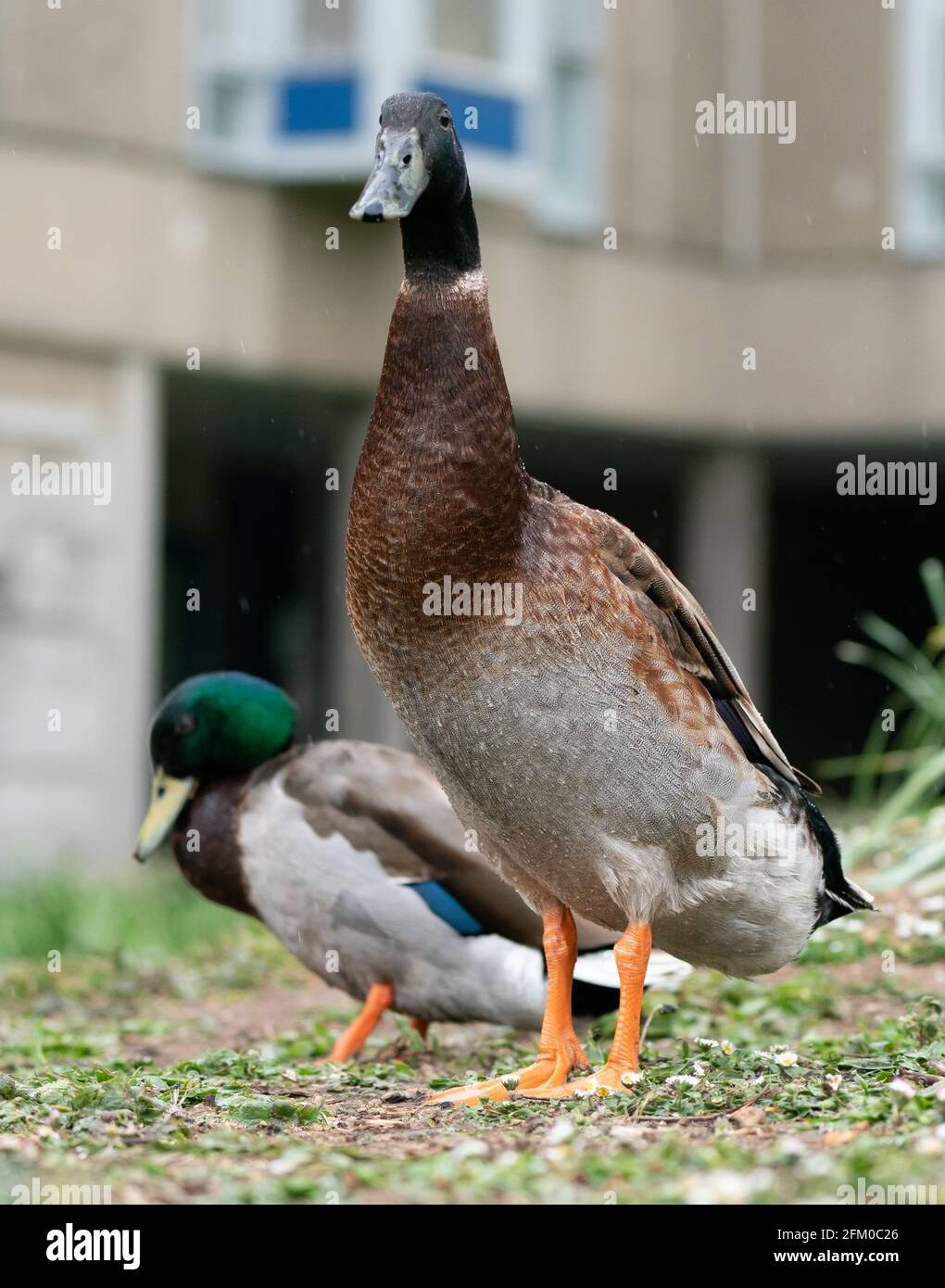 York university campus duck named Long Boi (right) who went viral due to his impressive stature. It is believed that the very large duck is a cross between a Mallard and an Indian Runner duck. Picture date: Monday May 3, 2021. Stock Photo