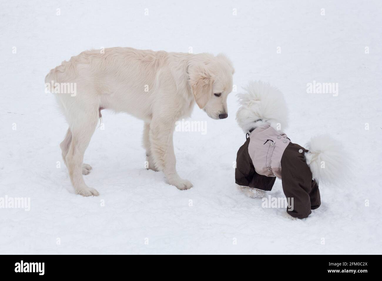 Labrador retriever puppy and bichon frise in beautiful pet clothing are standing in the winter park. Pet animals. Purebred dog. Stock Photo