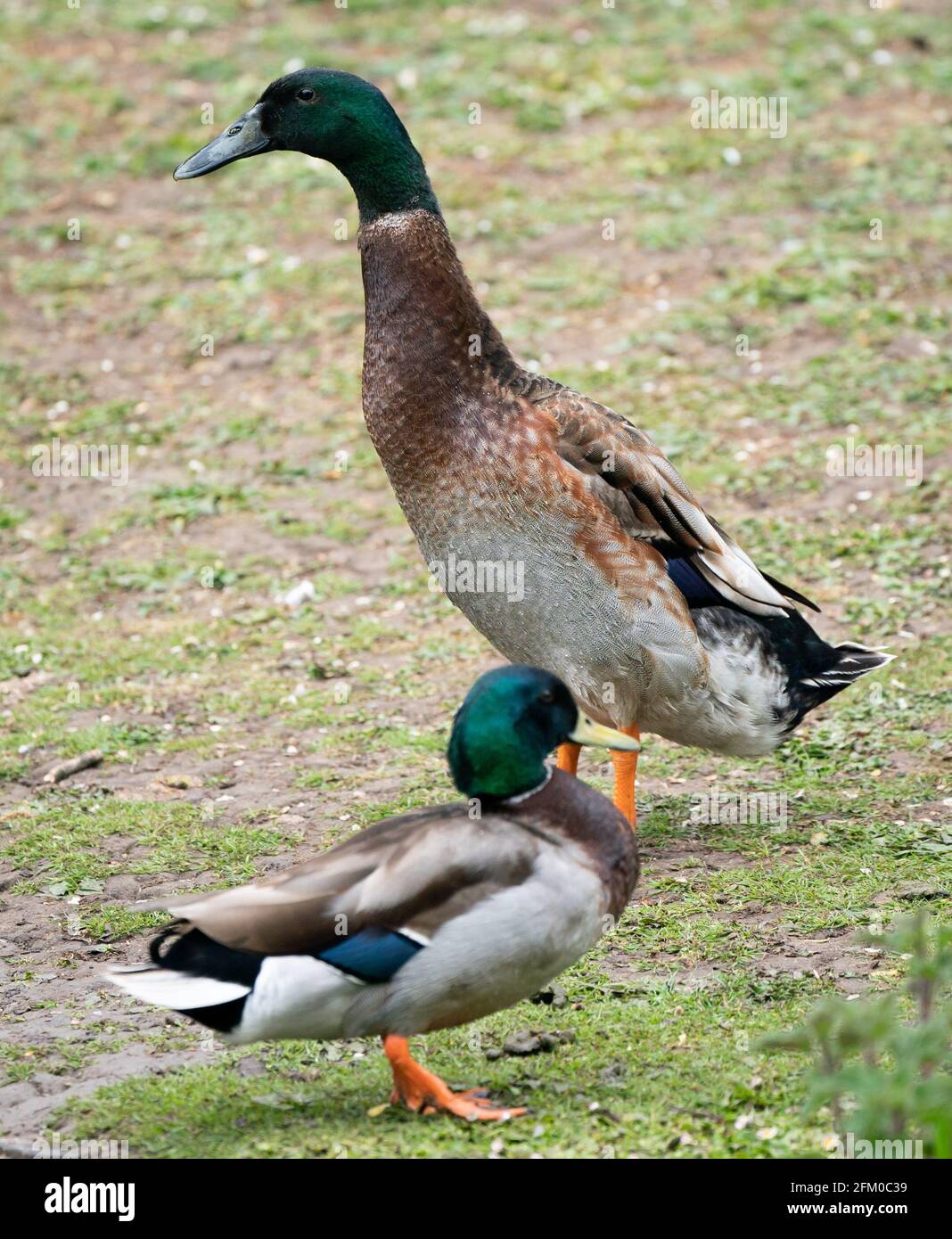 York university campus duck named Long Boi who went viral due to his impressive stature. It is believed that the very large duck is a cross between a Mallard and an Indian Runner duck. Picture date: Monday May 3, 2021. Stock Photo