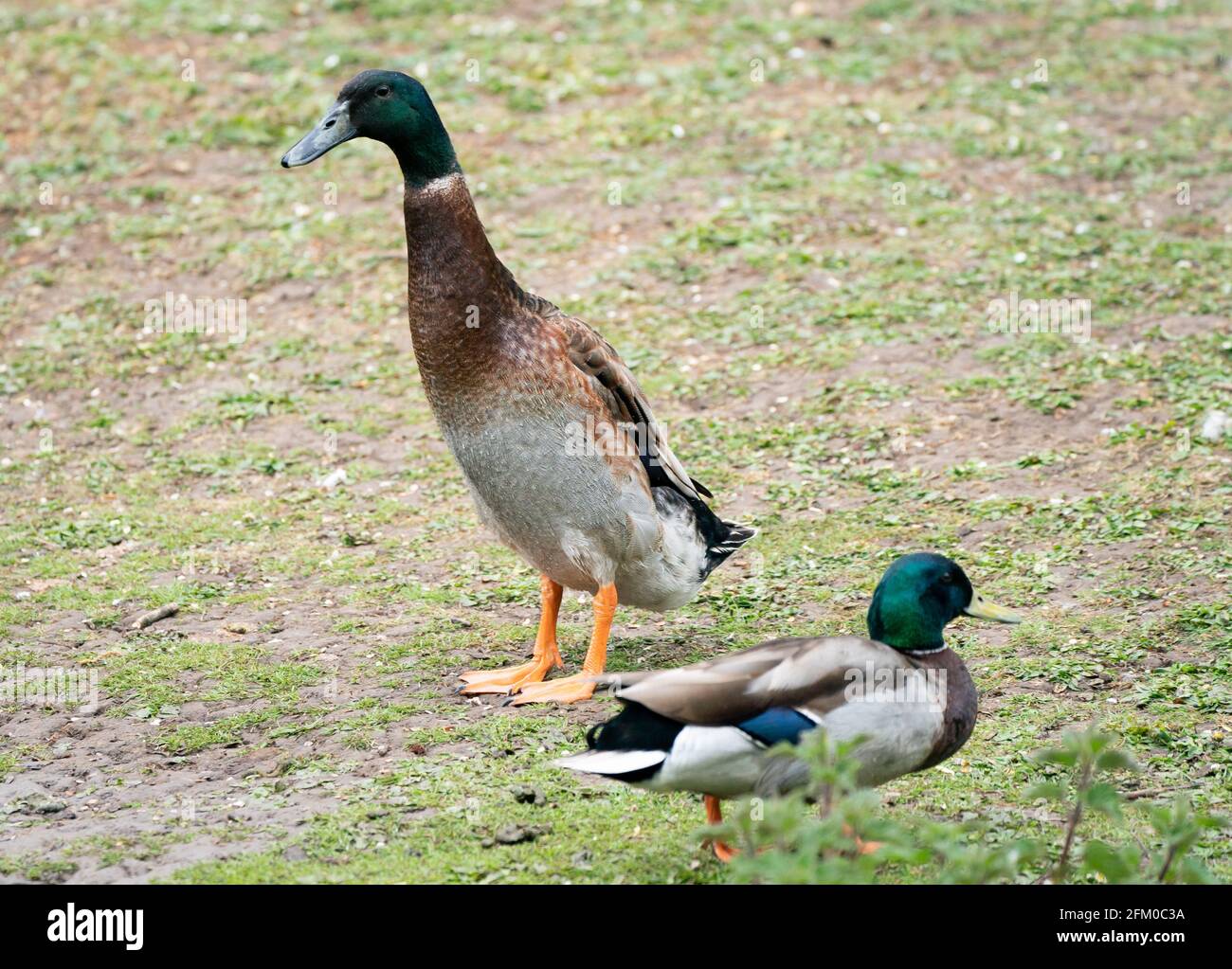 York university campus duck named Long Boi who went viral due to his impressive stature. It is believed that the very large duck is a cross between a Mallard and an Indian Runner duck. Picture date: Monday May 3, 2021. Stock Photo