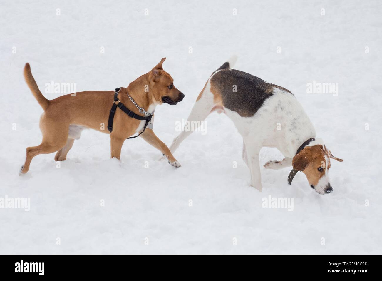 https www alamy com russian hound and american pit bull terrier puppy are walking on a white snow in the winter park pet animals purebred dog image425351631 html