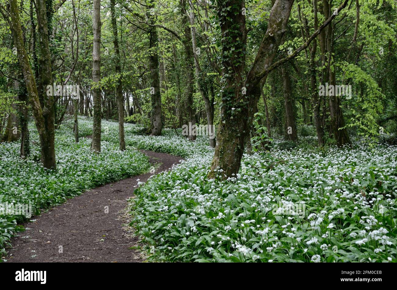 winding path through a carpet of Ransom flowers in woodland Stackpole Pembrokeshire Wales Stock Photo