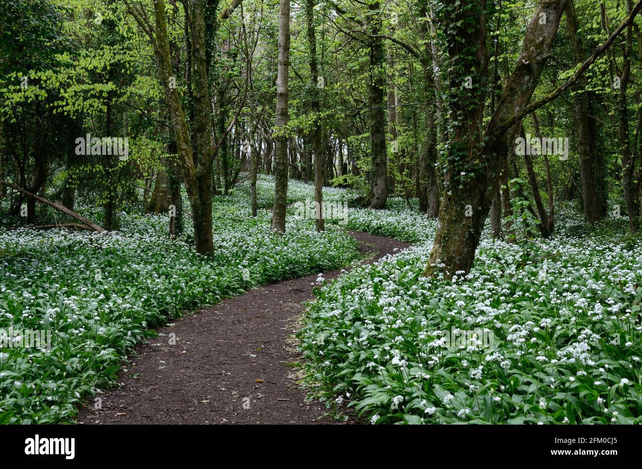 winding path through a carpet of Ransom flowers in woodland Stackpole Pembrokeshire Wales Stock Photo