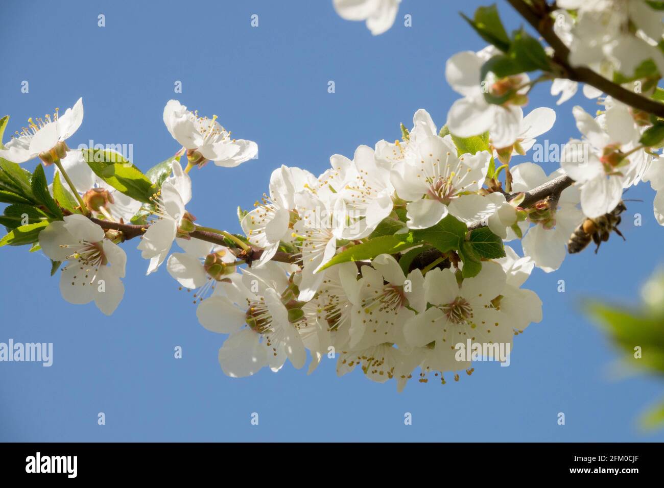 Prunus domestica syriaca flowers close up Stock Photo
