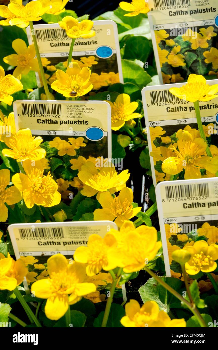 Marsh-marigold, Caltha palustris for sale nursery Stock Photo